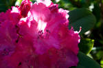 Natural beauty 2 by Alighierian