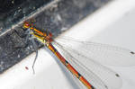 Dragonfly by Alighierian