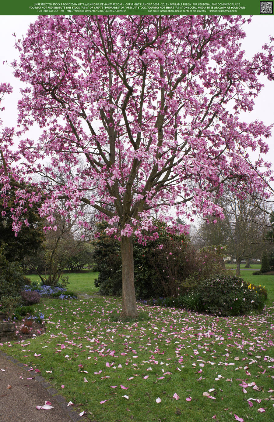Magnolia Rain 2 UNRESTRICTED by Elandria