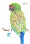 Macaw by robertsloan2