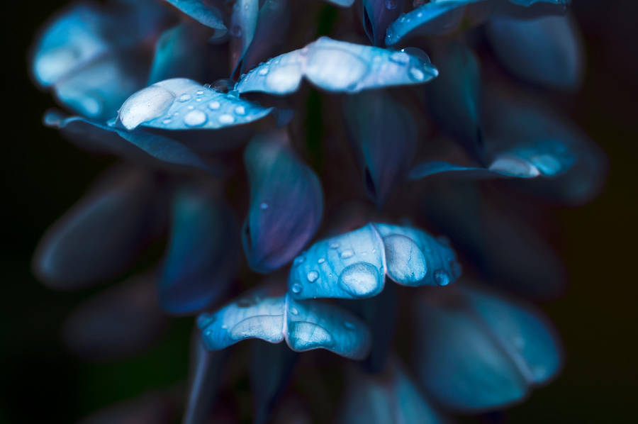 i am blue by photofairy i am blue by photofairy