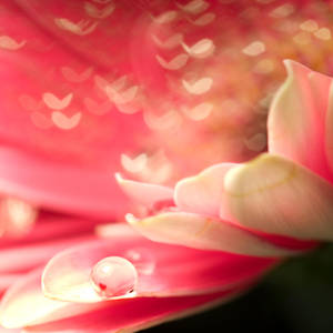 heart in the right place by photofairy heart in the right place by photofairy