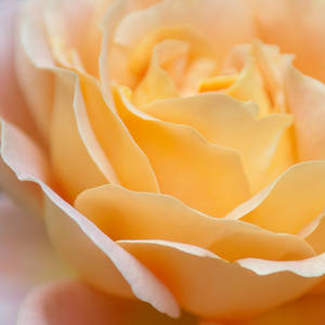 a rose to self by photofairy a rose to self by photofairy