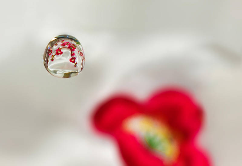 cherry blossom by photofairy cherry blossom by photofairy