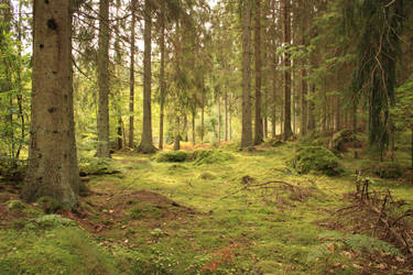 Mossy grounds by CAStock