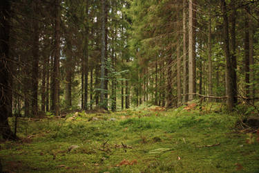 Deep forest by CAStock