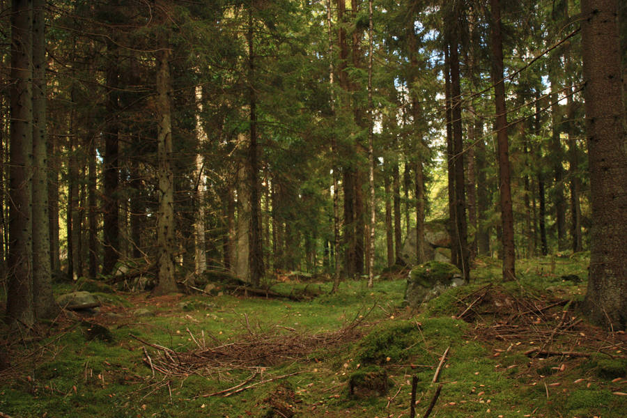 Dark forest by CAStock