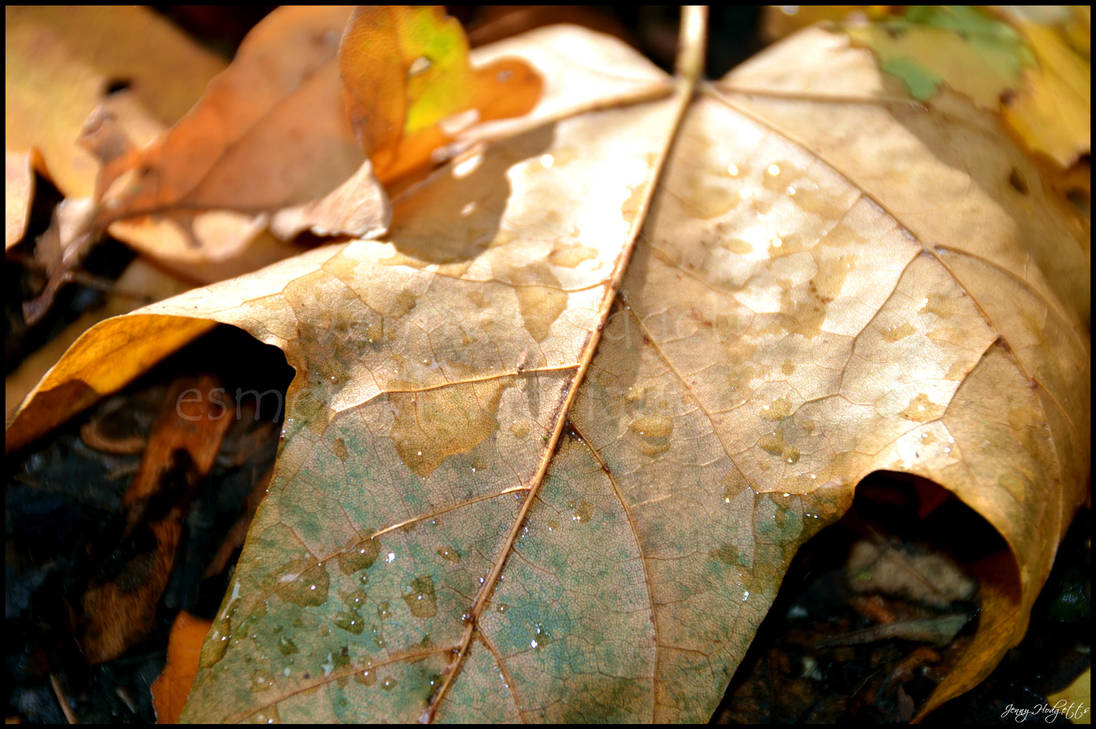 Dappled Leaf by Esmerelde