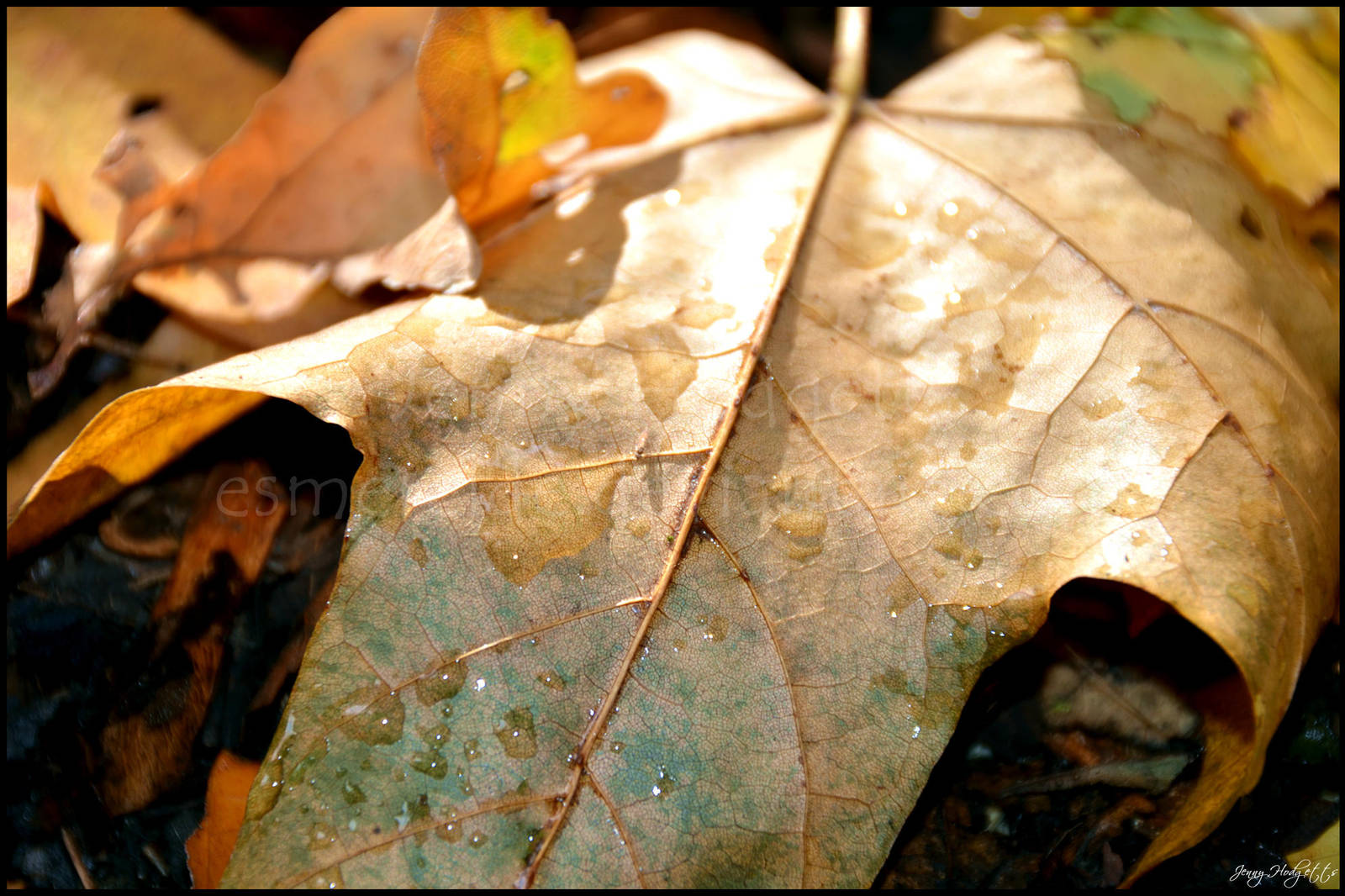 Dappled Leaf by Esmerelde