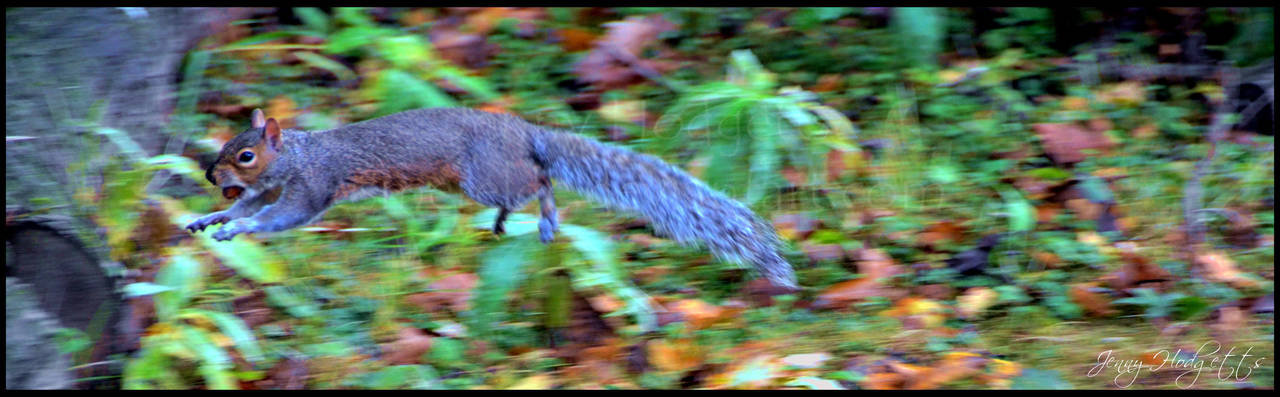 Leaping Squirrel by Esmerelde