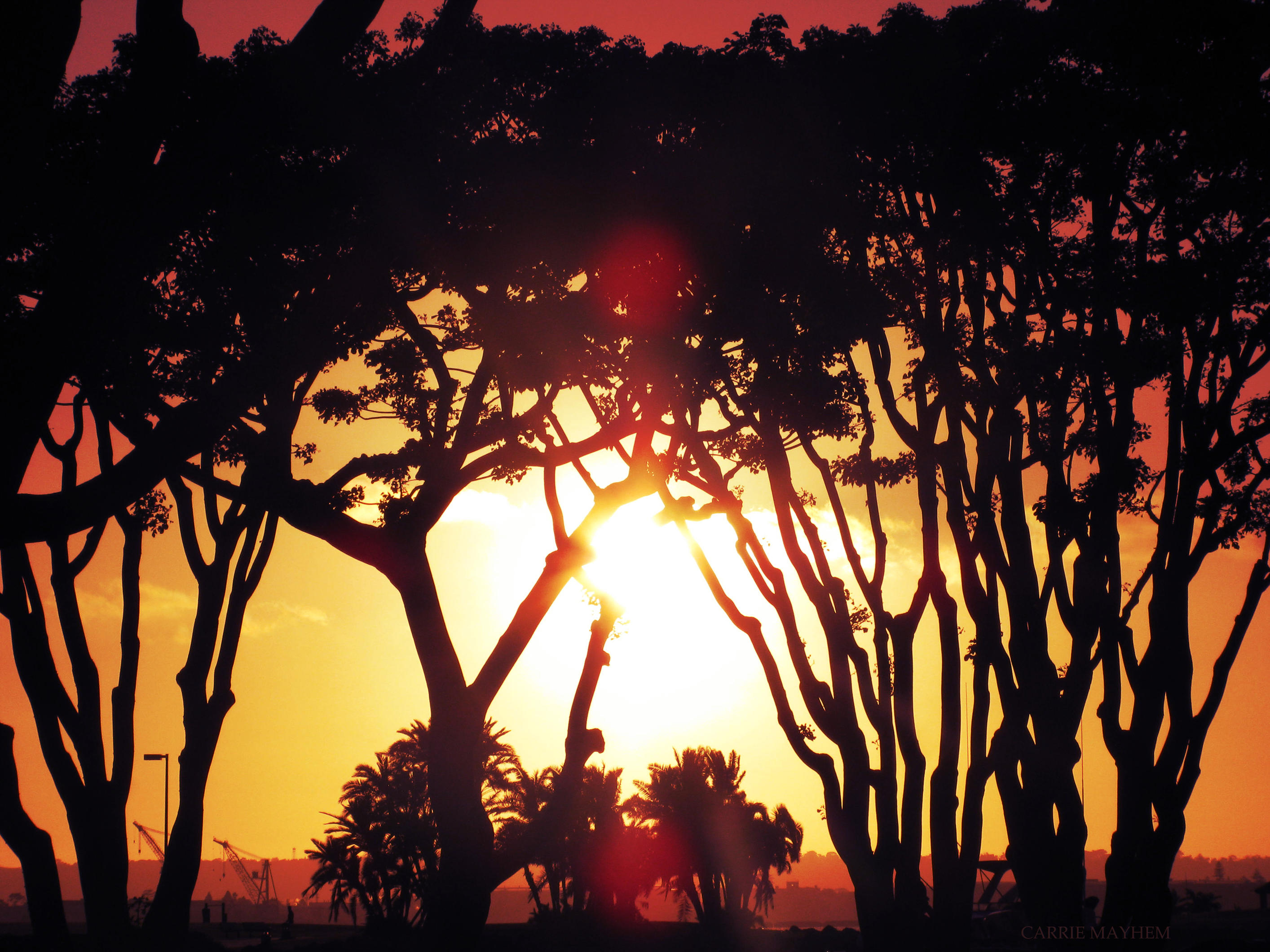 Urban Jungle by carriepage