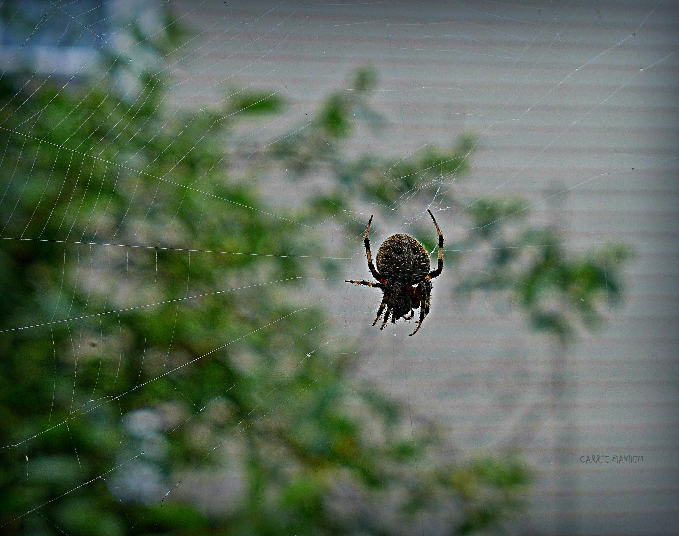 Tangled Web by carriepage