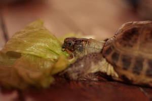 My love by Wolf-memories