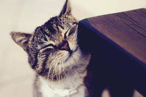 smile please by dorguska