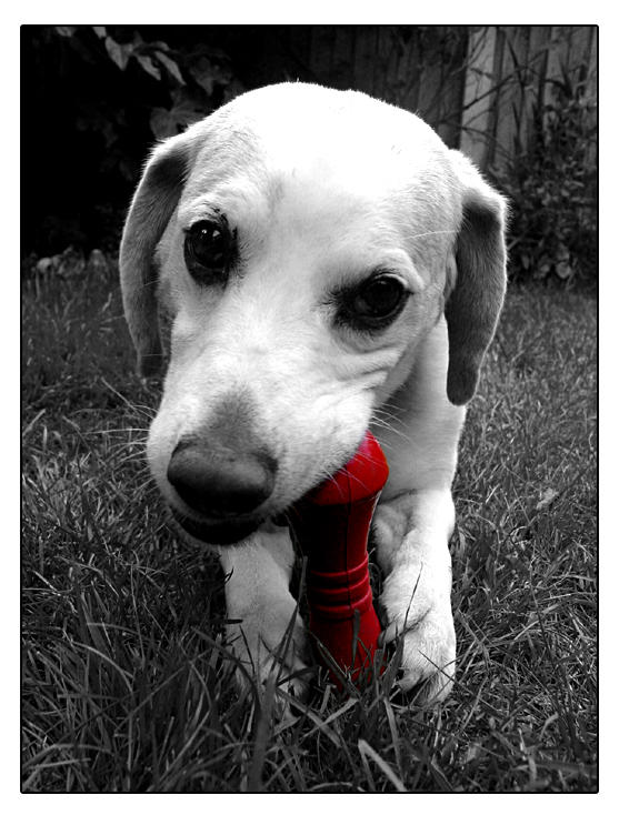 Dartmoor the Dog 01 by nibbler-photo