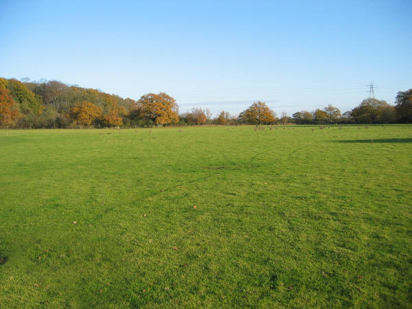 Field by raindroppe