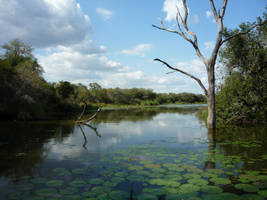 Kruger 56 by raindroppe