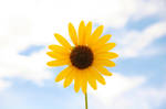 sunflower by wildfotog