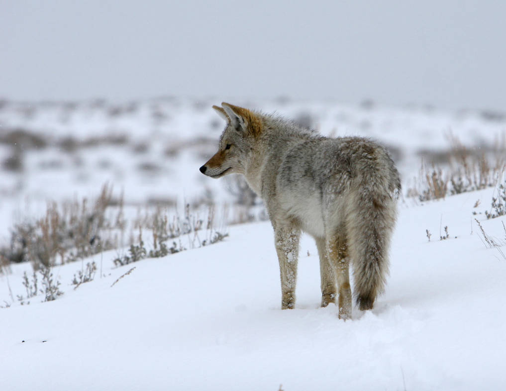 Coyote in winter 4 by wildfotog on DeviantArt