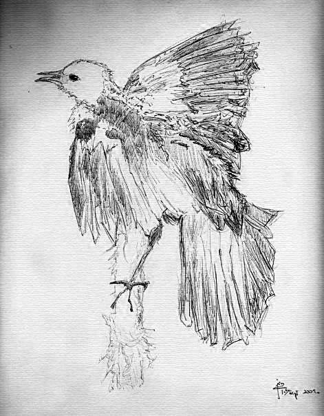 Bird (ballpoint pen) by assignation