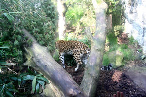 Lepoard by gummybearraaawwrrr