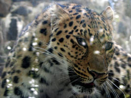 Wild cat by gummybearraaawwrrr