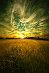 Field of Light by No0o0r