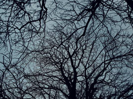Trees by DarkSecretDesires