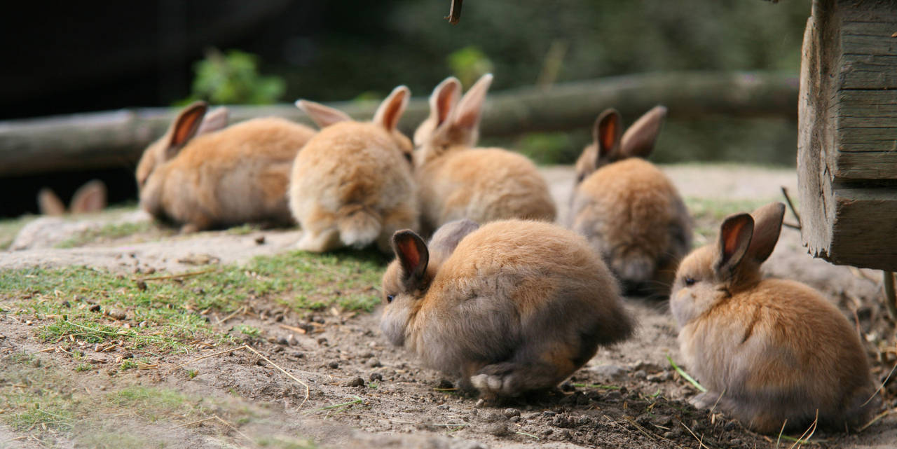 bunny group .. by KariLiimatainen