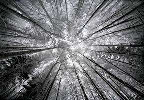 look to the sky by KariLiimatainen