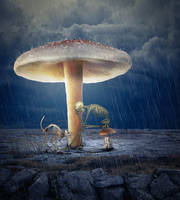 Shelter from the Storm by JackieCrossley