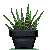 Zebra Aloe by Sindonic