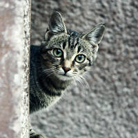 Mau Mau Pe Pe by kosmodisk