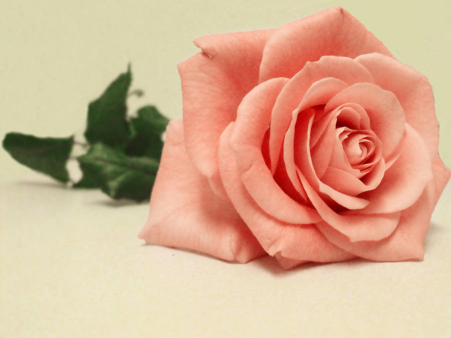 Pink Rose Blush by psychopharmacologist