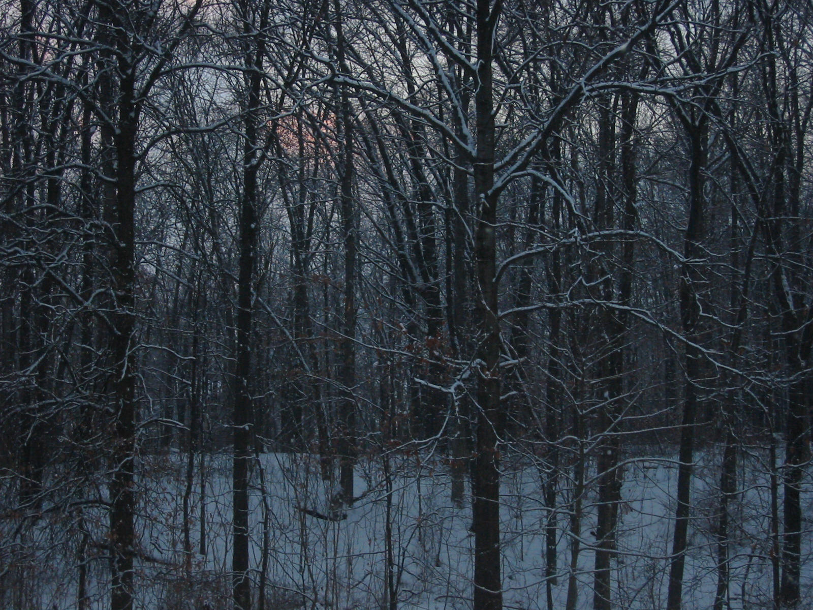 Snowy Woods by andyvn22