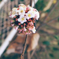 Sunday's Bouquet by pixi3angeldreamx