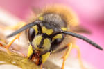 Img 7206-1 by snomanda
