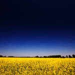 golden dream by e1sbaer