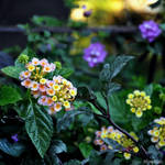 Lantana dans l'Or du Matin by hyneige
