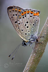 Lycaena tityrus by Alis86