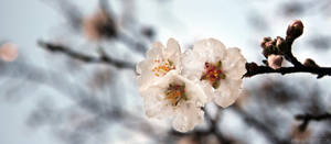 sakura tears by MyKa-K