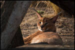 Caracal by amrodel