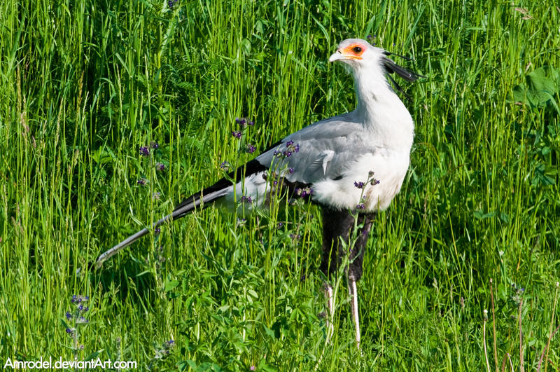 Secretary Bird by amrodel