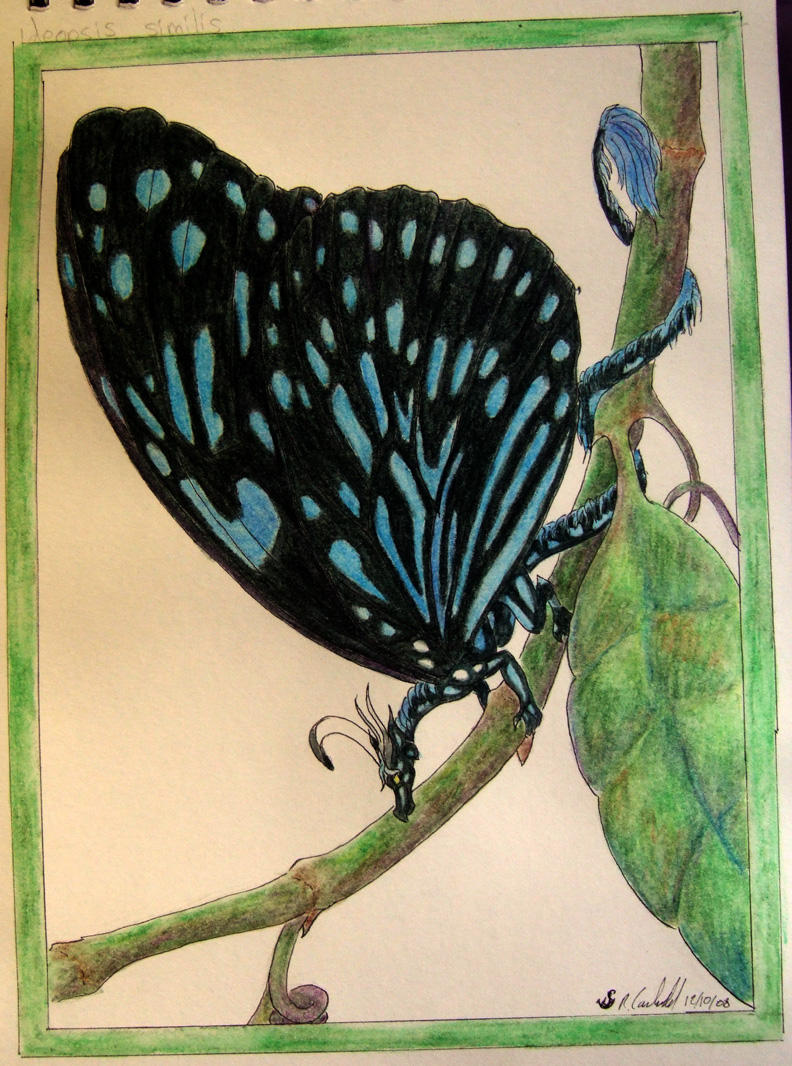 Draelis simopsis by chaosia