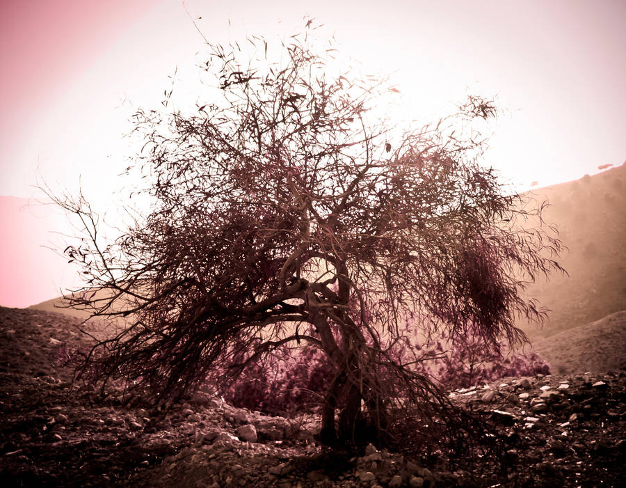 Yggdrasil - The Tree Of Life by RinoTheBouncer
