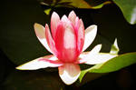 Waterlily by game-breaker