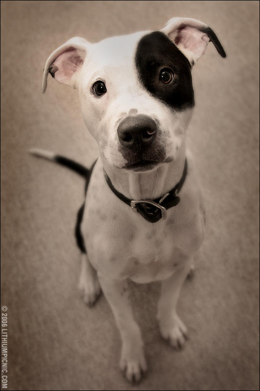 petey by lithiumpicnic