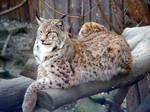 Majestic Lynx rufus by Vedrfoelnir