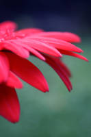 amour II by crazyovce