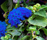 lantana two by joergens-mi